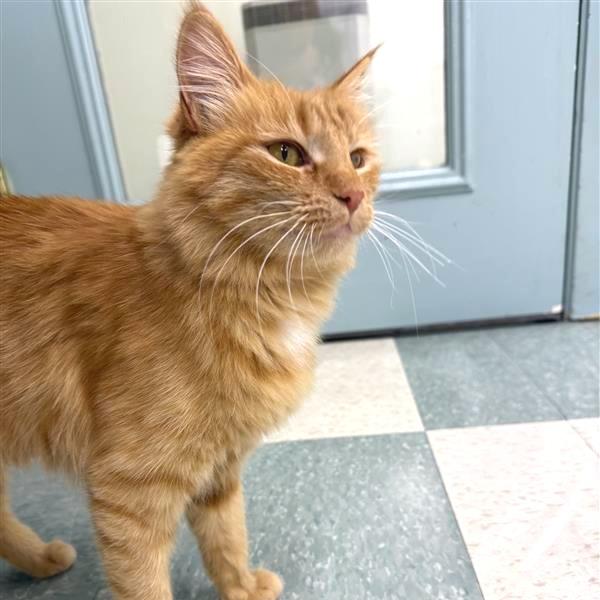 Enlarge Nutmeg, a Adoptable Domestic Medium Hair in Mount Shasta, CA image 2/6