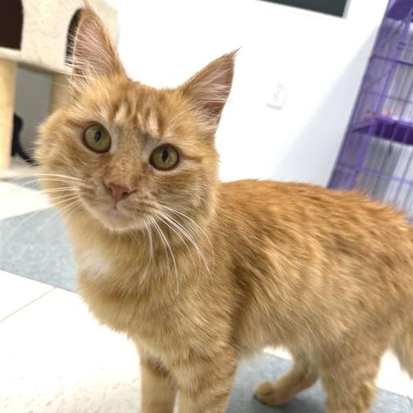 Enlarge Nutmeg, a Adoptable Domestic Medium Hair in Mount Shasta, CA image 3/6