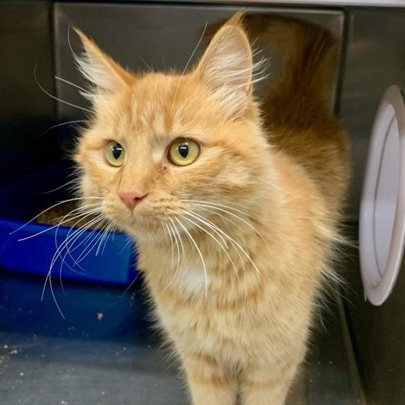 Enlarge Nutmeg, a Adoptable Domestic Medium Hair in Mount Shasta, CA image 4/6