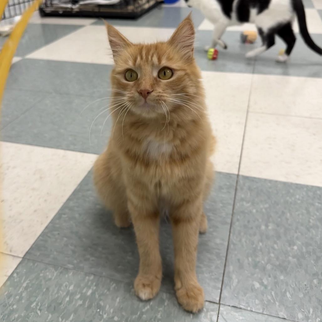 Enlarge Nutmeg, a Adoptable Domestic Medium Hair in Mount Shasta, CA image 5/6