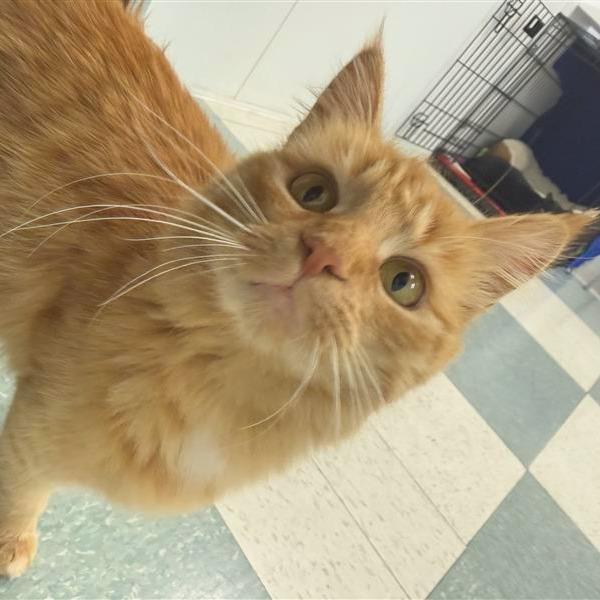 Enlarge Nutmeg, a Adoptable Domestic Medium Hair in Mount Shasta, CA image 6/6