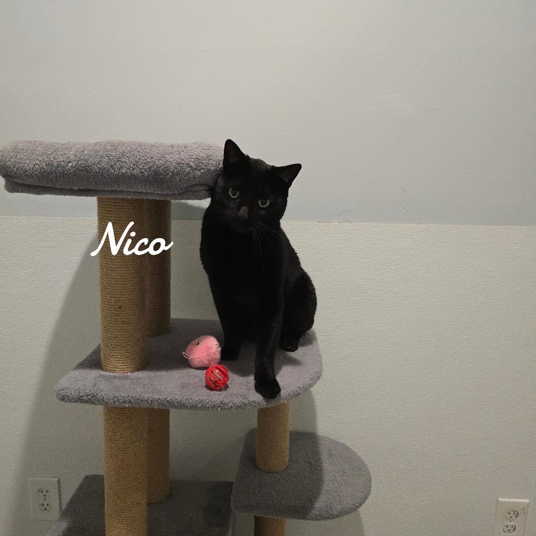 Enlarge Nico, a Adoptable Domestic Short Hair in Naugatuck, CT image 2/3