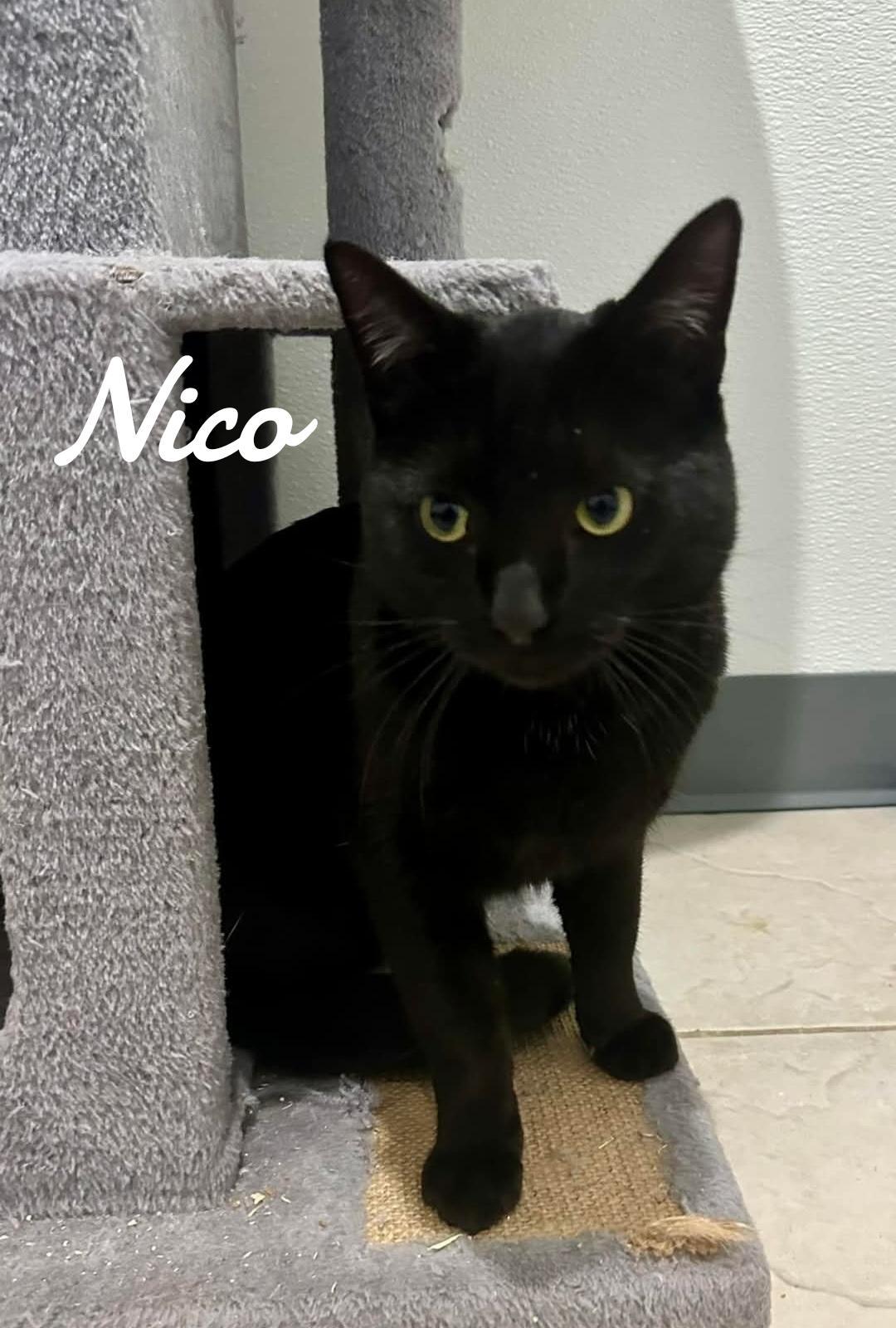 Enlarge Nico, a Adoptable Domestic Short Hair in Naugatuck, CT image 3/3