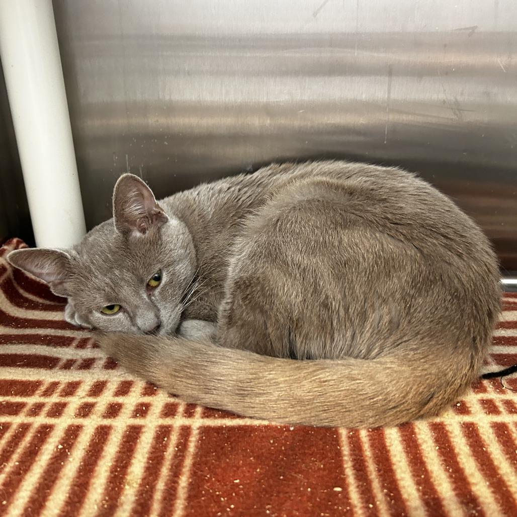 Enlarge Breadcrumb, a Adoptable Domestic Short Hair in Evanston, IL image 6/6