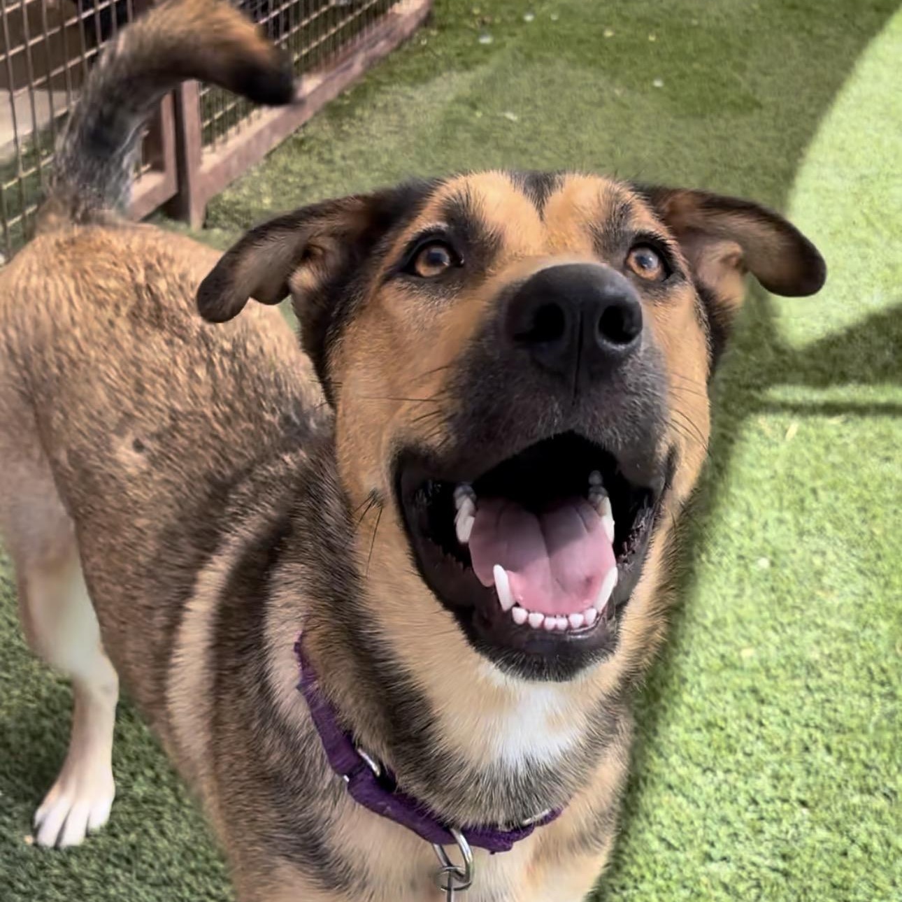Gizmo, ADOPTABLE, Young Female Shepherd.