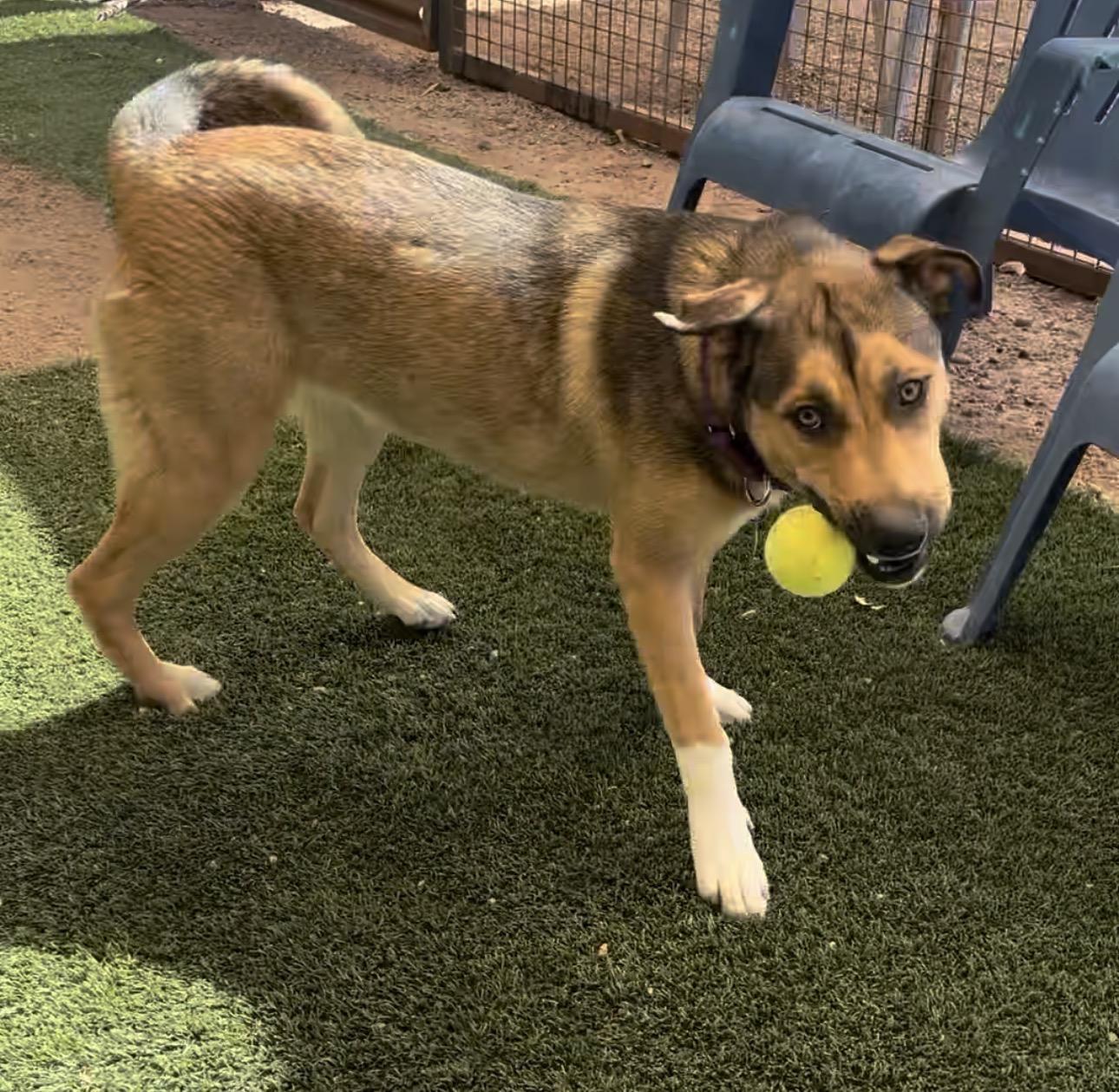 Gizmo, a ADOPTABLE mixed breed in Gilbert, AZ image 3/6