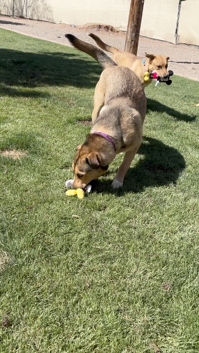 Enlarge Gizmo, a ADOPTABLE mixed breed in Gilbert, AZ video 5/6