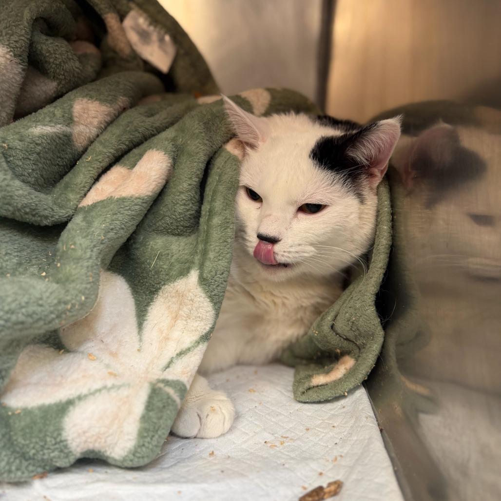Enlarge Oliver, a Adoptable Domestic Short Hair in Conshohocken, PA image 1/2
