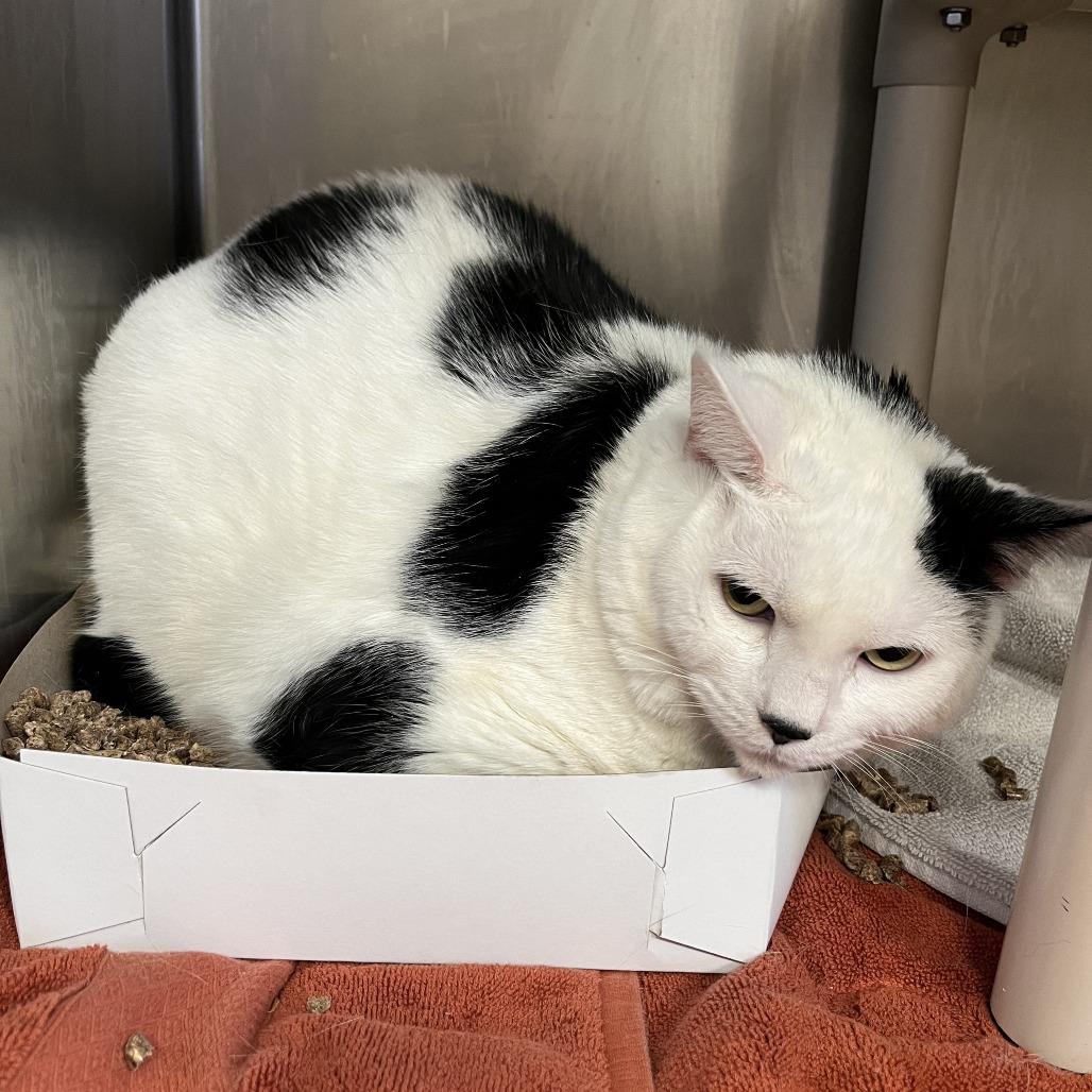 Enlarge Oliver, a Adoptable Domestic Short Hair in Conshohocken, PA image 2/2