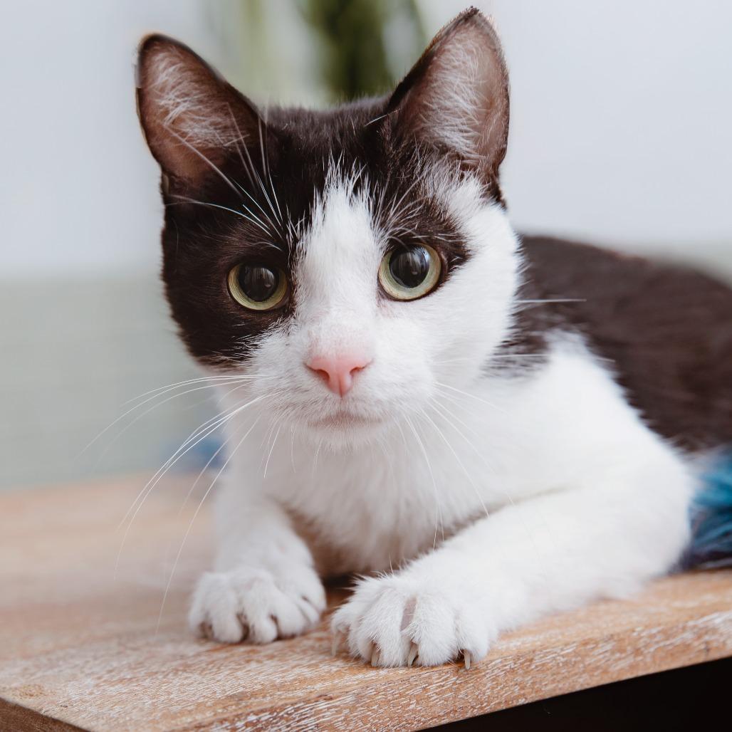 Queen Bee, a Adoptable Domestic Short Hair in Los Angeles, CA image 1/4