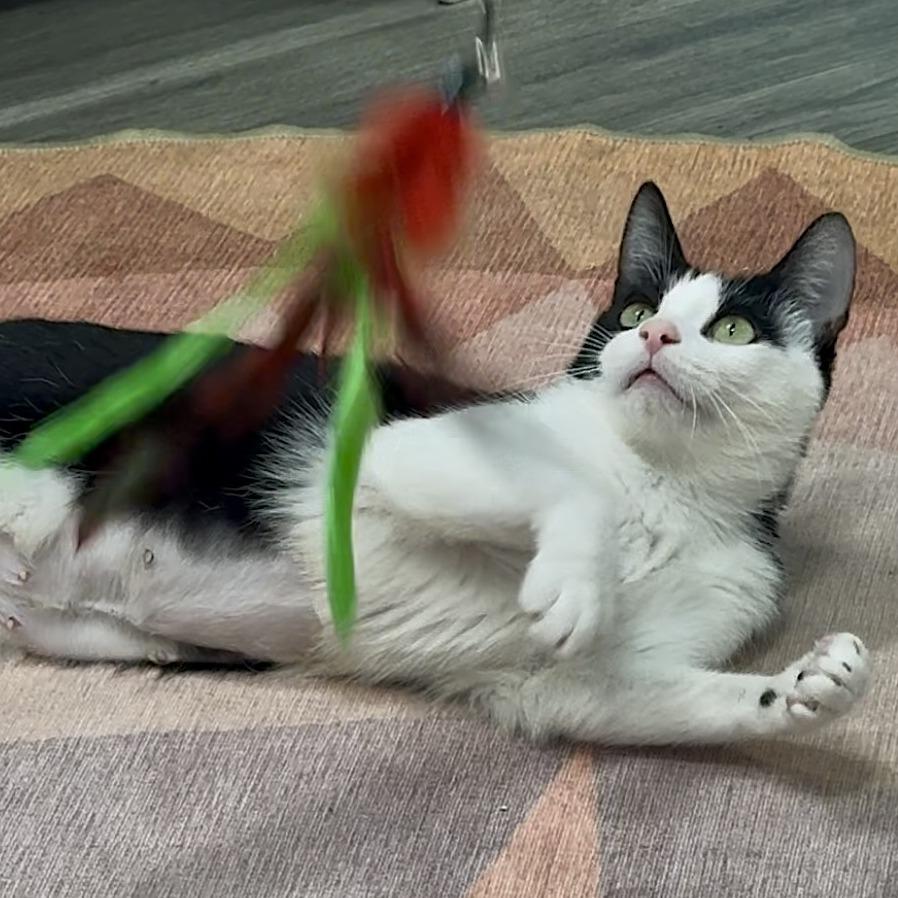 Queen Bee, a Adoptable Domestic Short Hair in Los Angeles, CA image 2/4