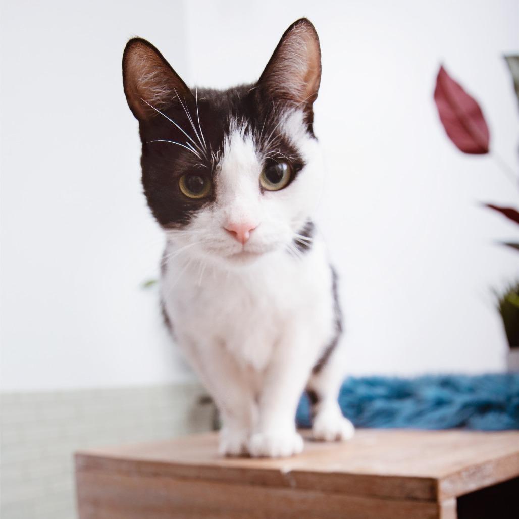 Queen Bee, a Adoptable Domestic Short Hair in Los Angeles, CA image 3/4
