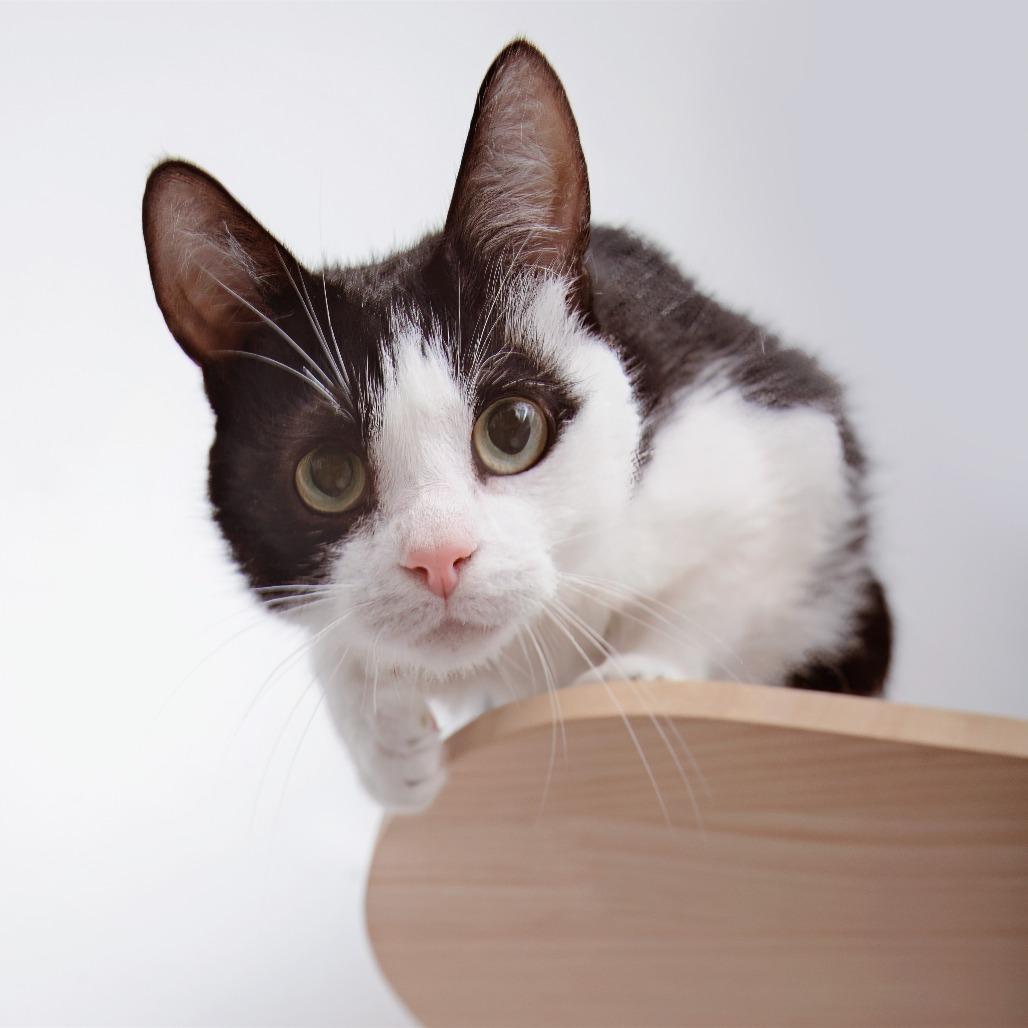 Queen Bee, a Adoptable Domestic Short Hair in Los Angeles, CA image 4/4