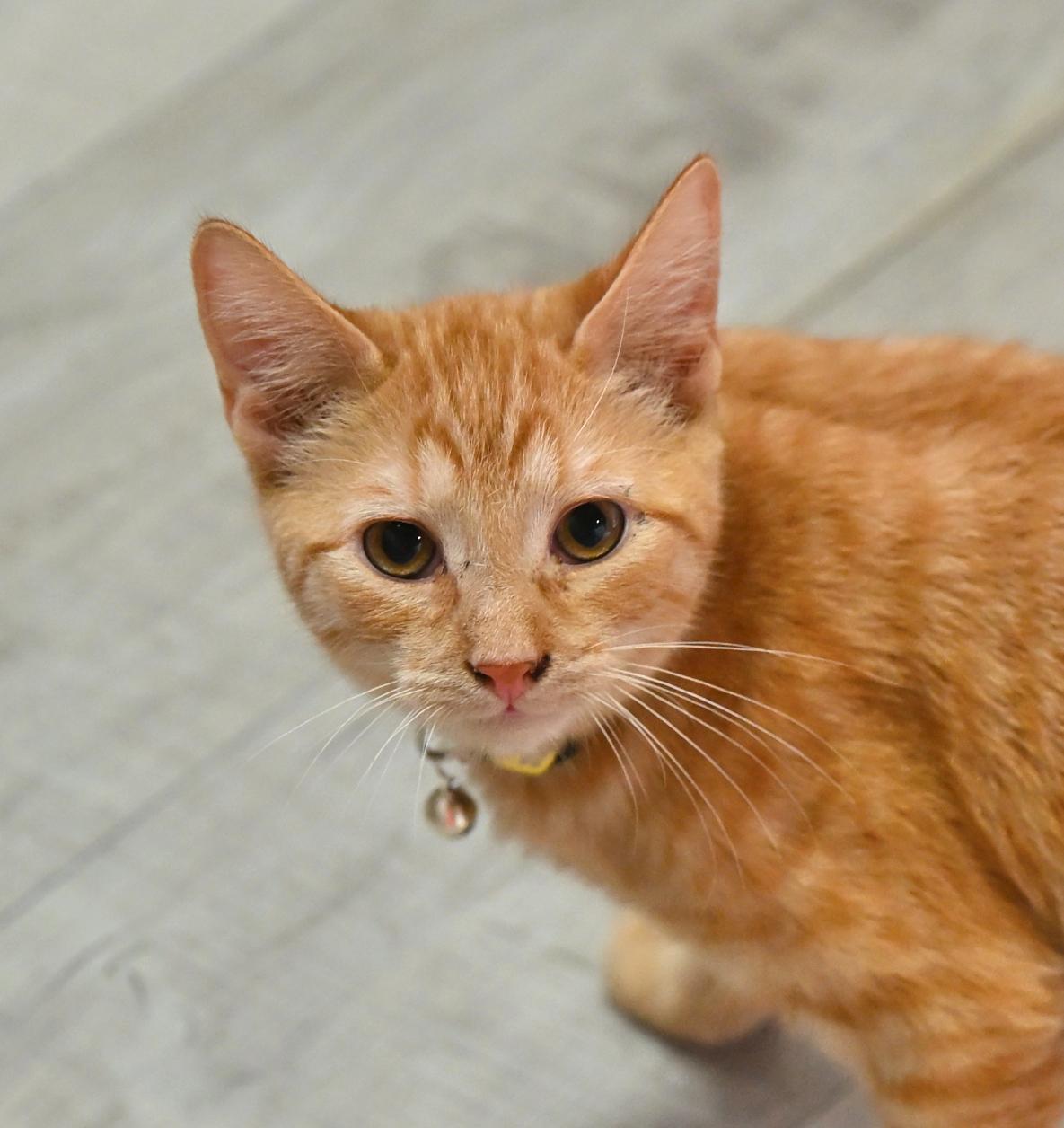 Cheeto, an adopted Tabby in Falmouth, ME image 1/3