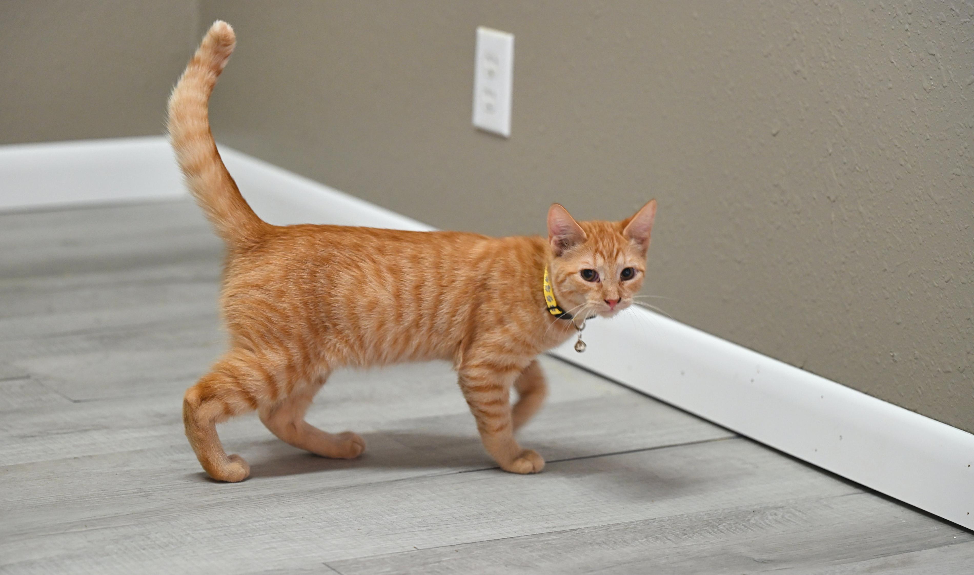 Cheeto, an adopted Tabby in Falmouth, ME image 3/3