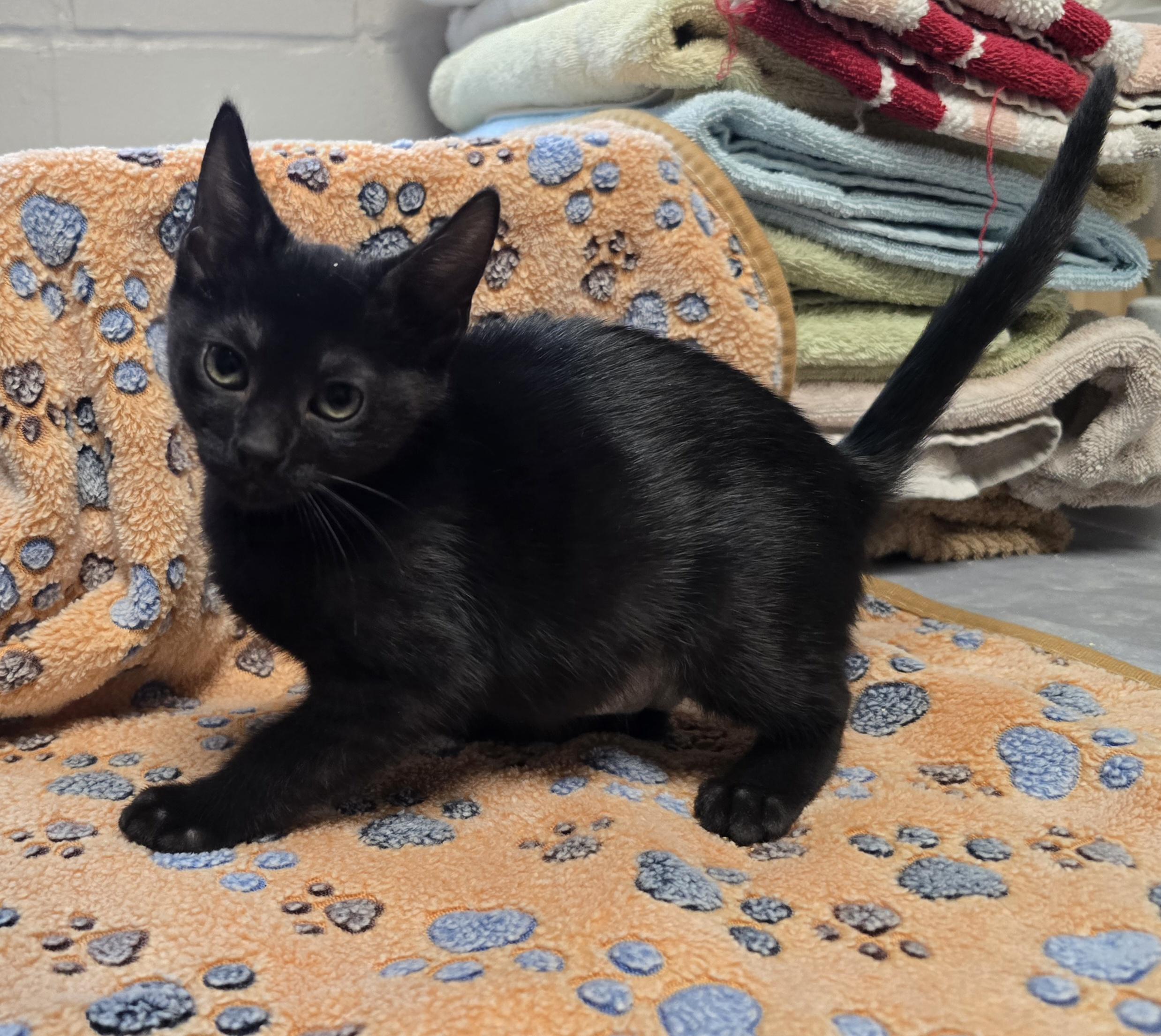 Aquanette, ADOPTABLE, Young Female Domestic Medium Hair.