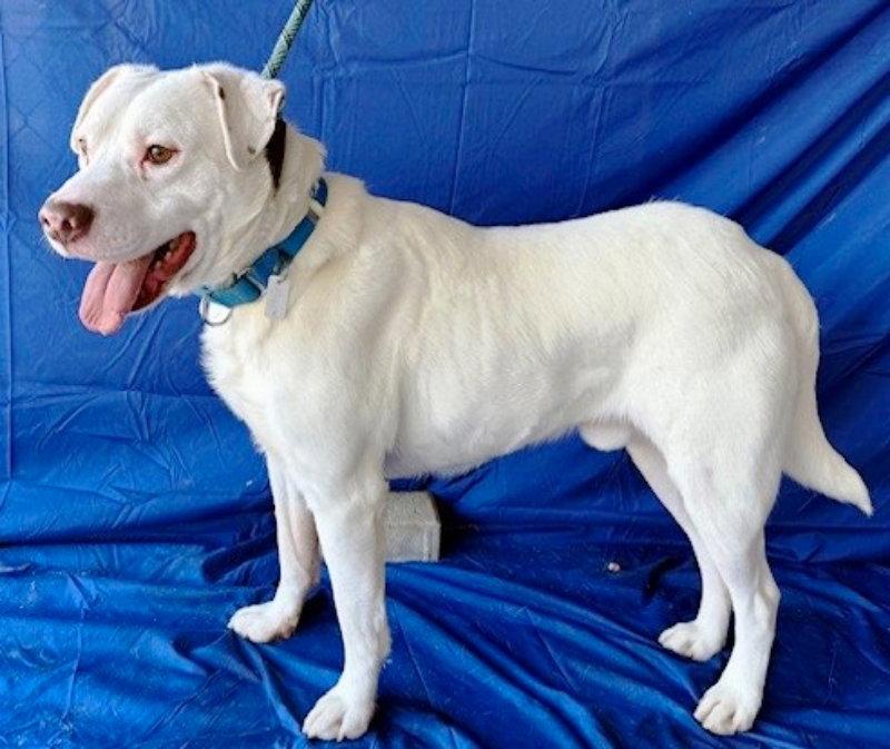 Enlarge Sammy *Cross post*, a Adoptable mixed breed in Fairfax, VA image 3/3