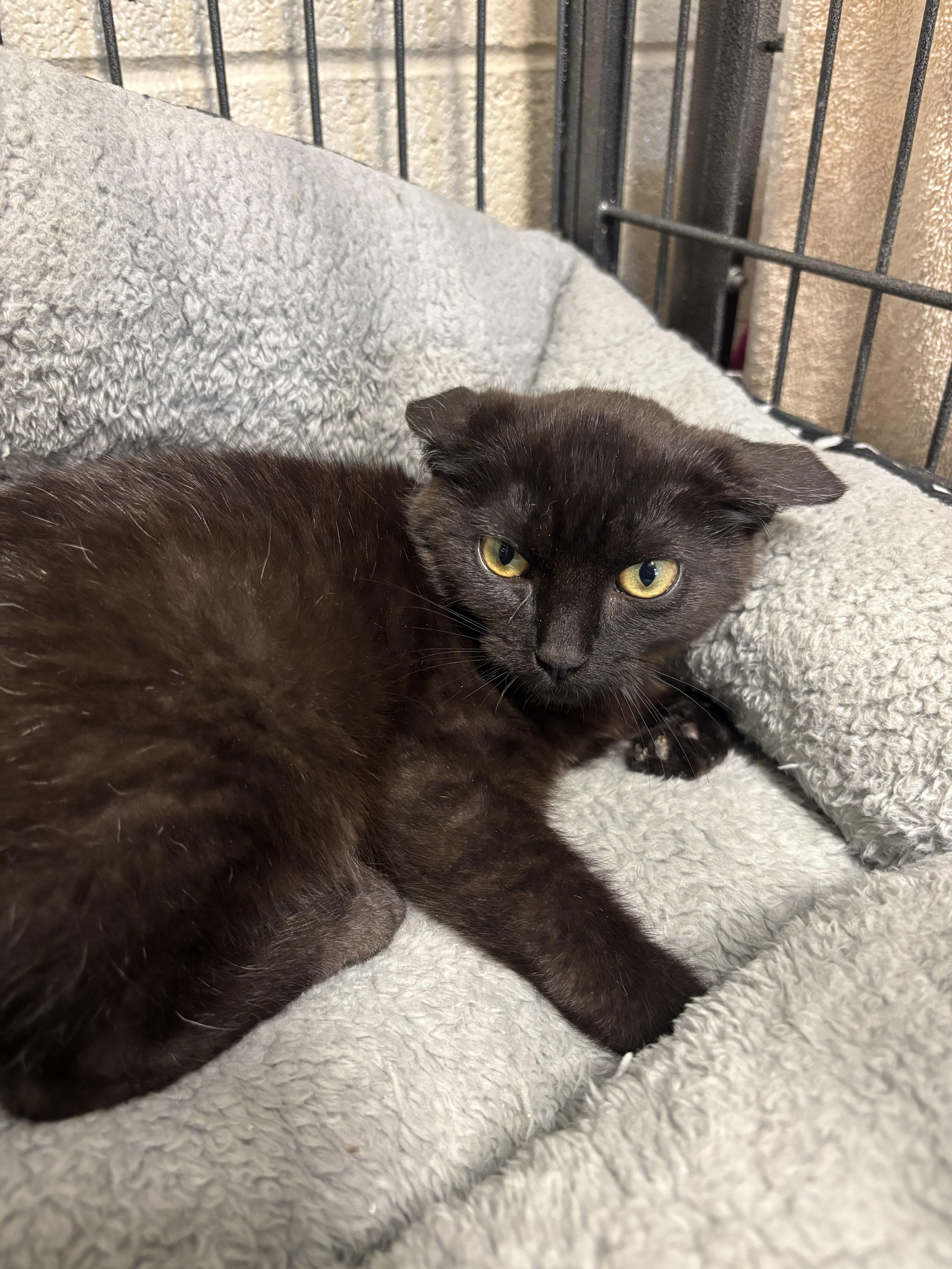 Enlarge Toad, a ADOPTABLE mixed breed in Bedford, VA image 1/2