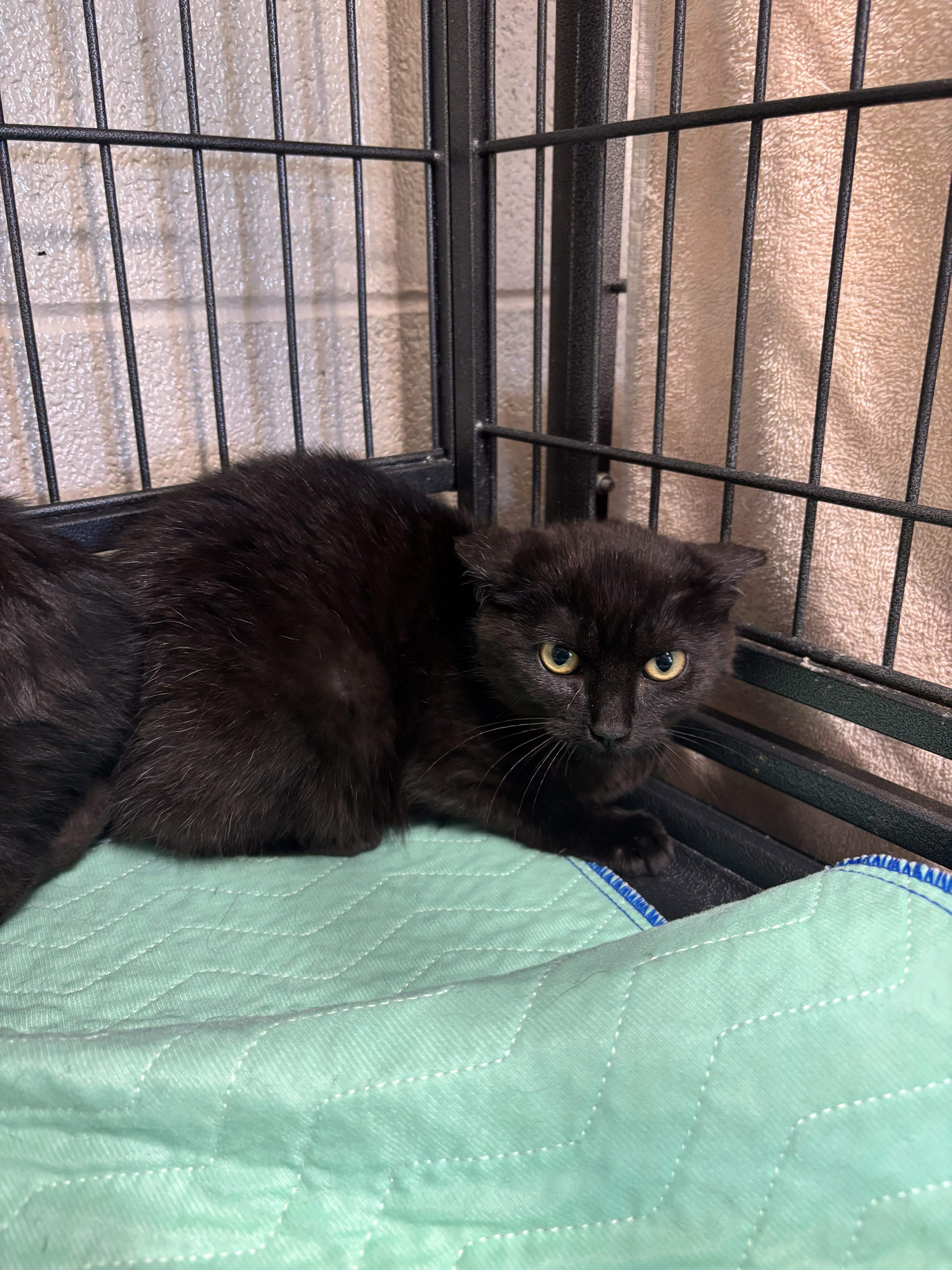 Enlarge Toad, a ADOPTABLE mixed breed in Bedford, VA image 2/2