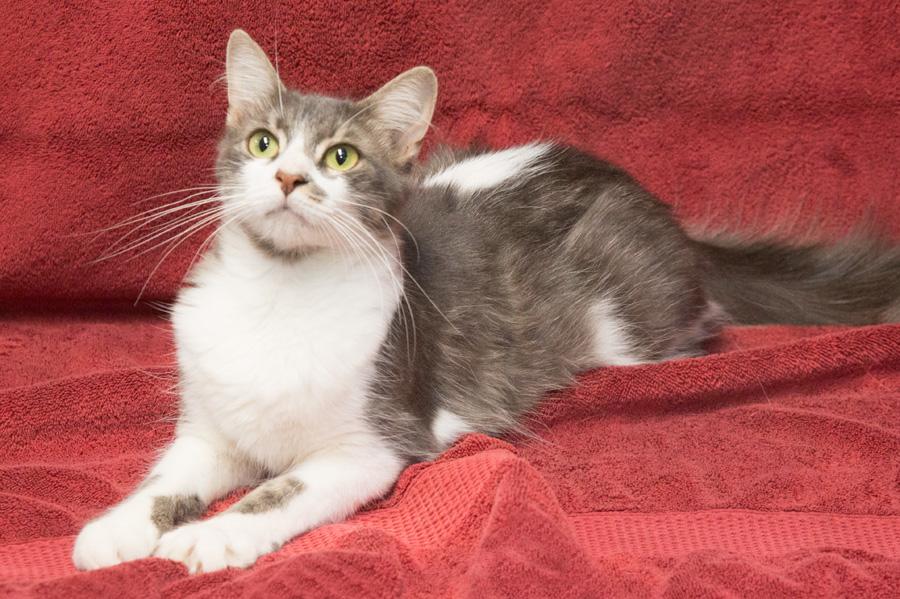 Lexi, Adoptable, Young Female Domestic Long Hair.