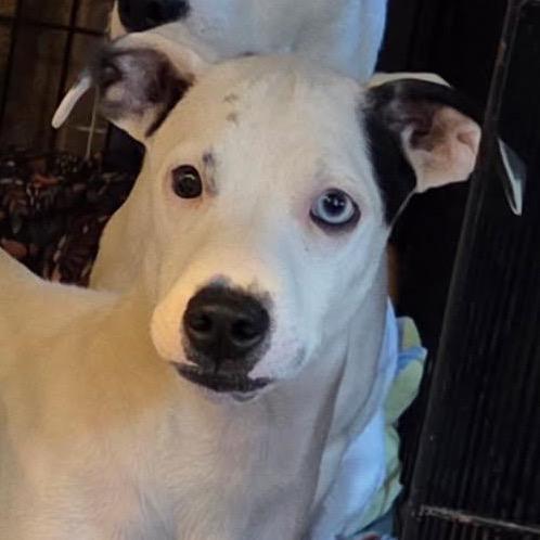 Enlarge Lara (in PA), a Adoptable Mixed Breed in Huntsville, AL image 1/6