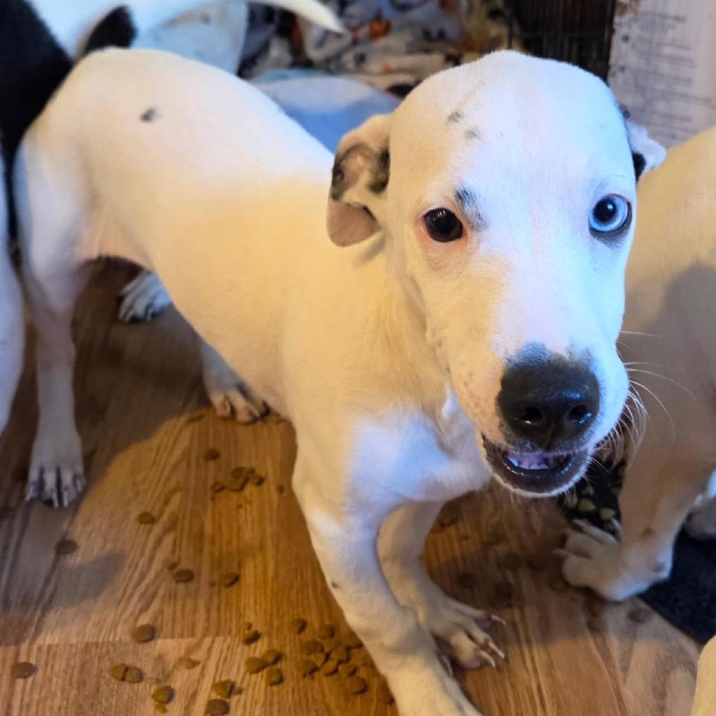 Enlarge Lara (in PA), a Adoptable Mixed Breed in Huntsville, AL image 2/6