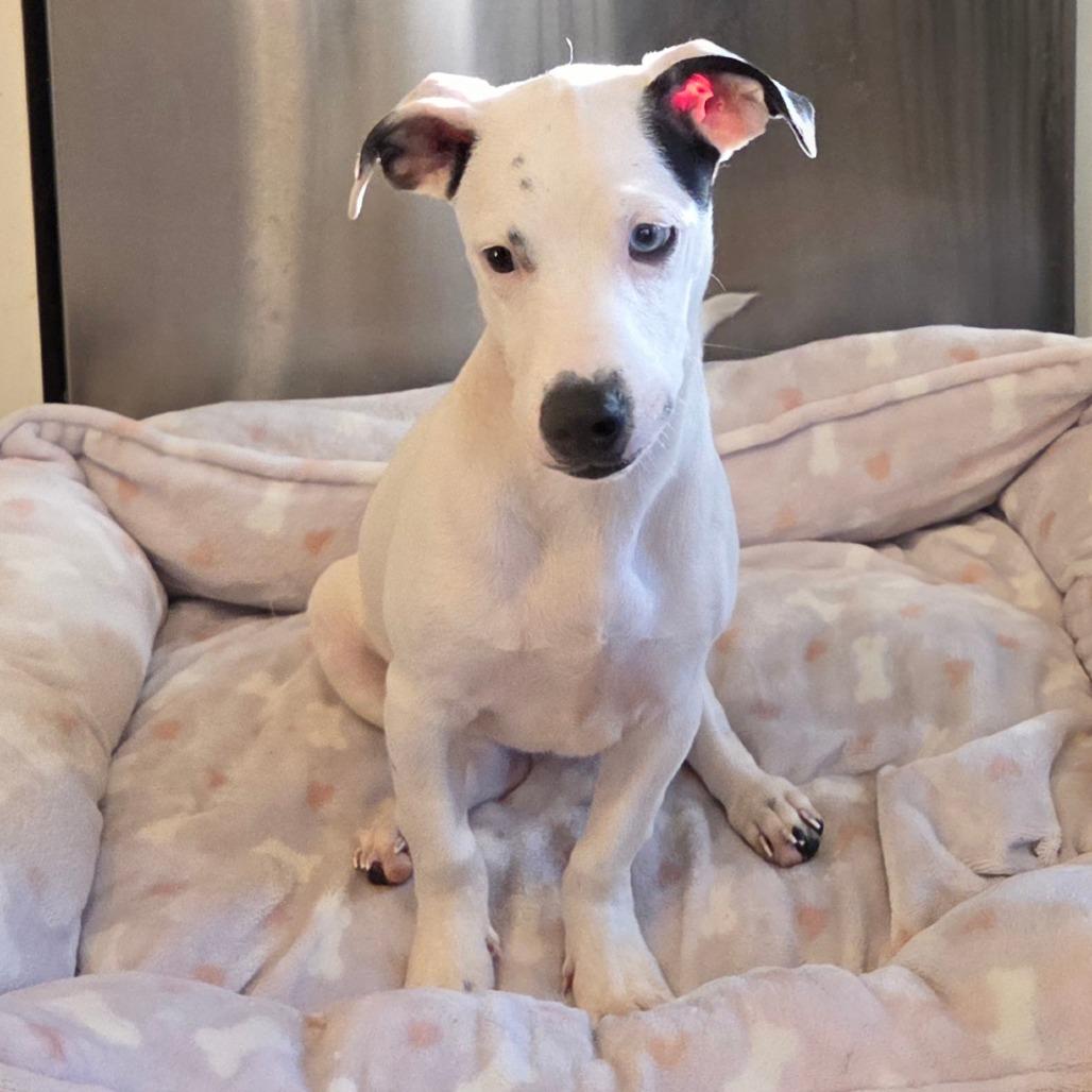 Enlarge Lara (in PA), a Adoptable Mixed Breed in Huntsville, AL image 3/6