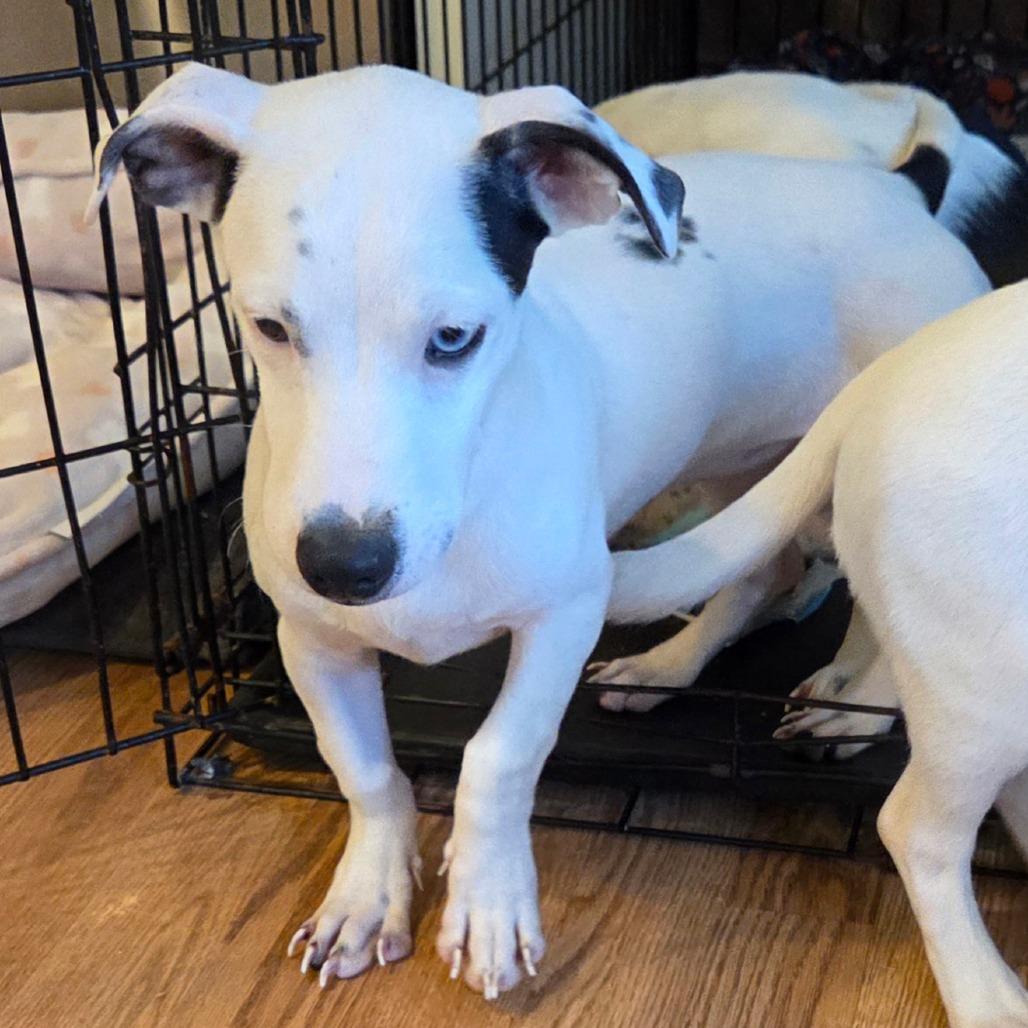 Enlarge Lara (in PA), a Adoptable Mixed Breed in Huntsville, AL image 4/6