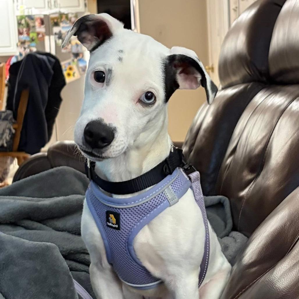 Enlarge Lara (in PA), a Adoptable Mixed Breed in Huntsville, AL image 5/6