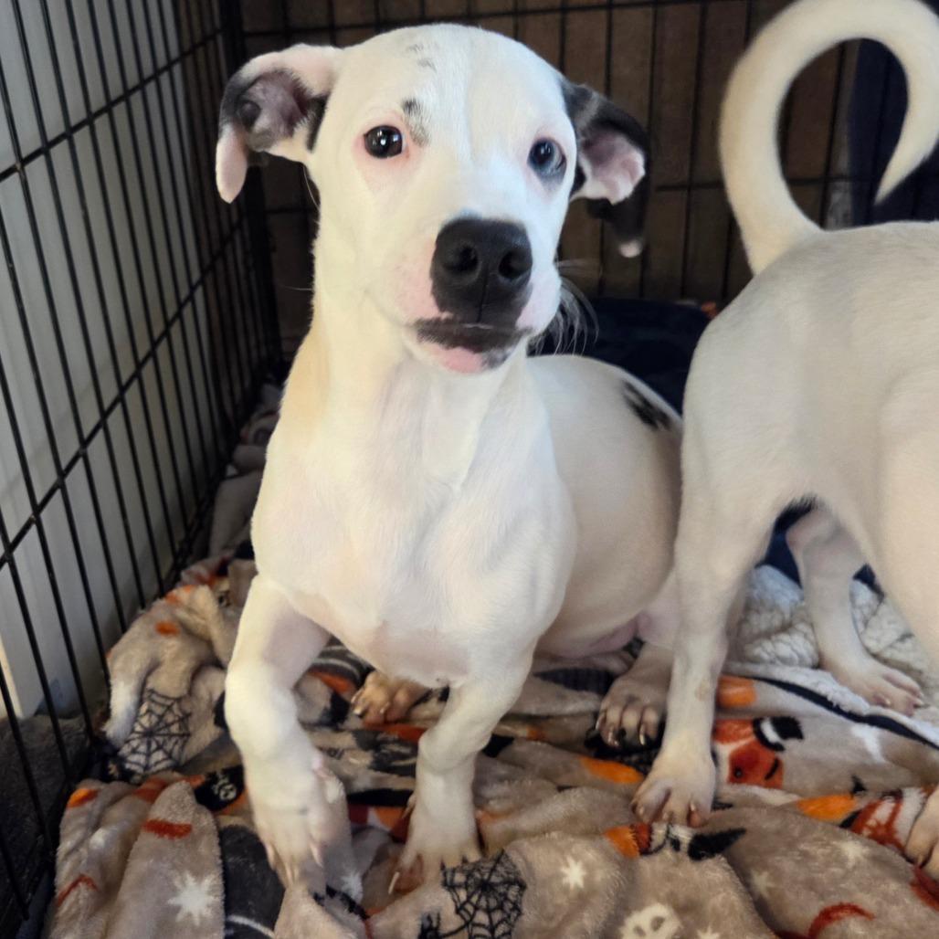 Enlarge Lara (in PA), a Adoptable Mixed Breed in Huntsville, AL image 6/6