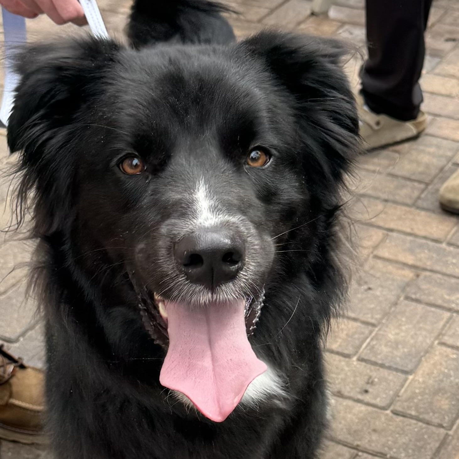 Rory, adopted, Adult Female Border Collie & Black Labrador Retriever.