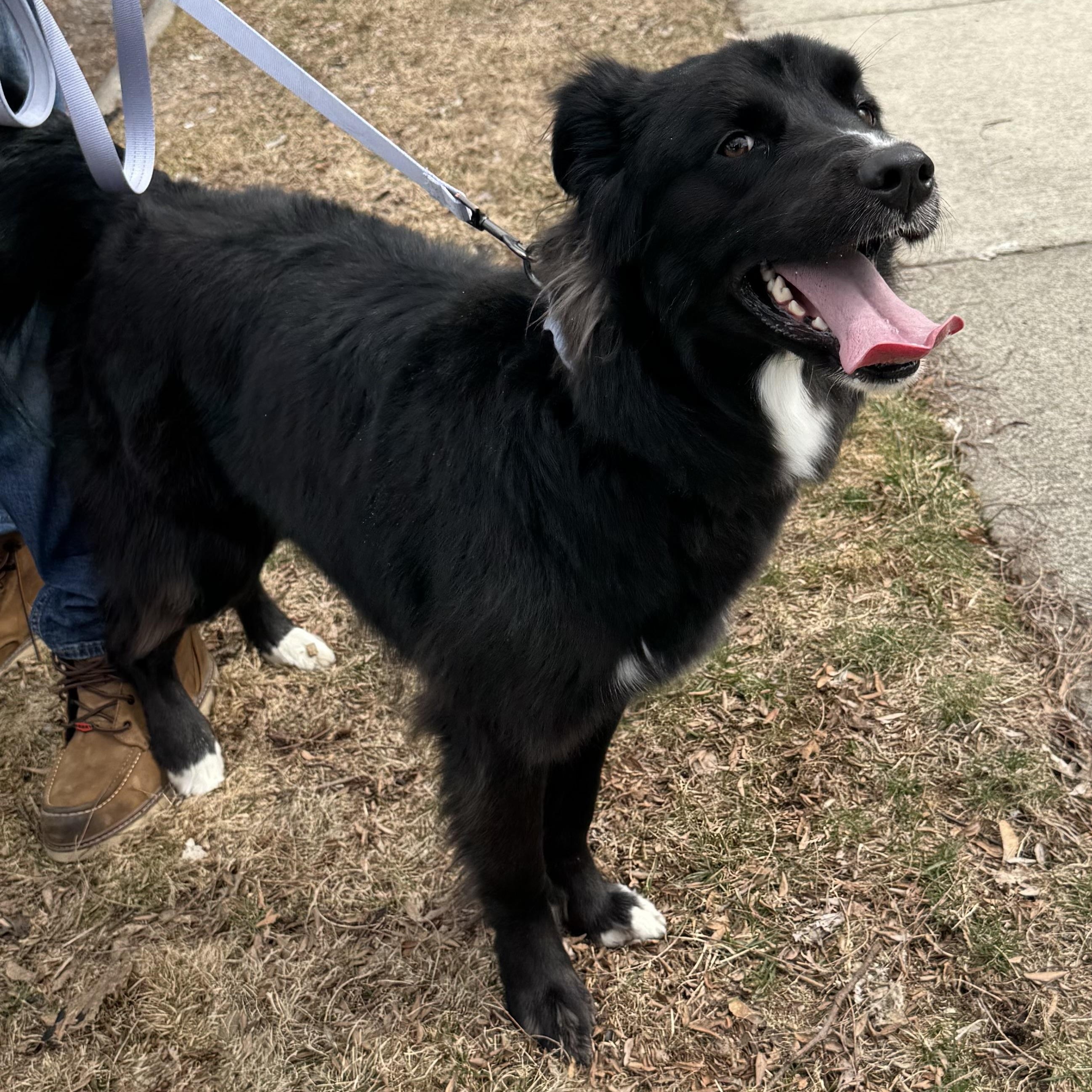 Enlarge Rory, an adopted mixed breed in Rochester Hills, MI image 2/2