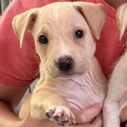 Natalie, Adoptable, Puppy Female Mixed Breed.