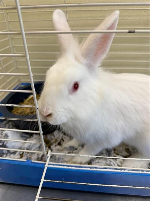 Enlarge RUFF, a Adoptable Bunny Rabbit in Fort Myers, FL image 1/1