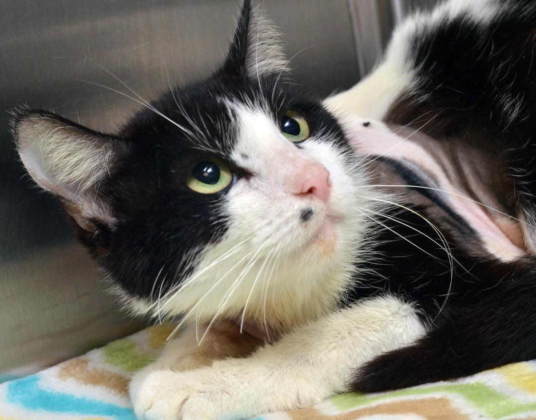 Meowly Cyrus, Young Female Domestic Short Hair