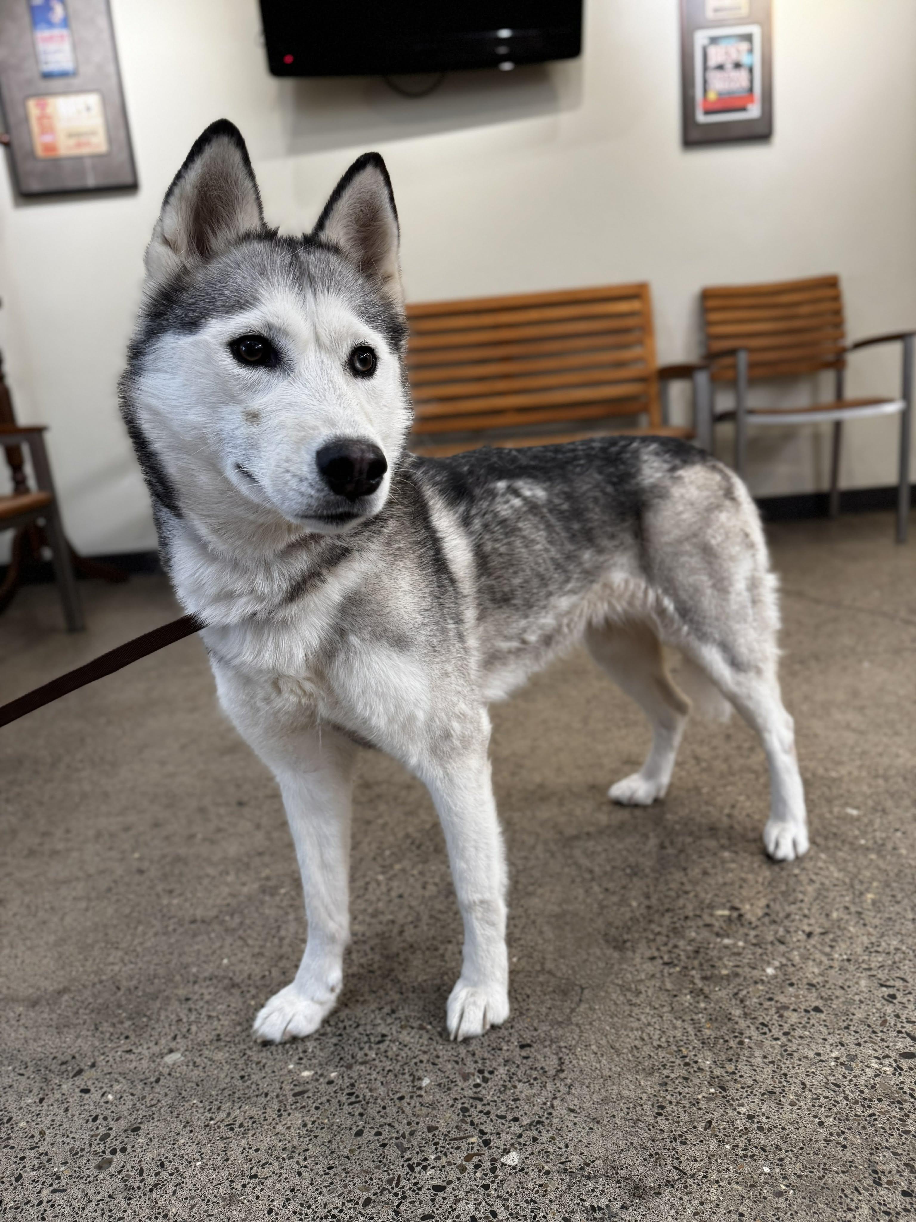 Enlarge Luna , an adopted Husky in Bend, OR image 3/4