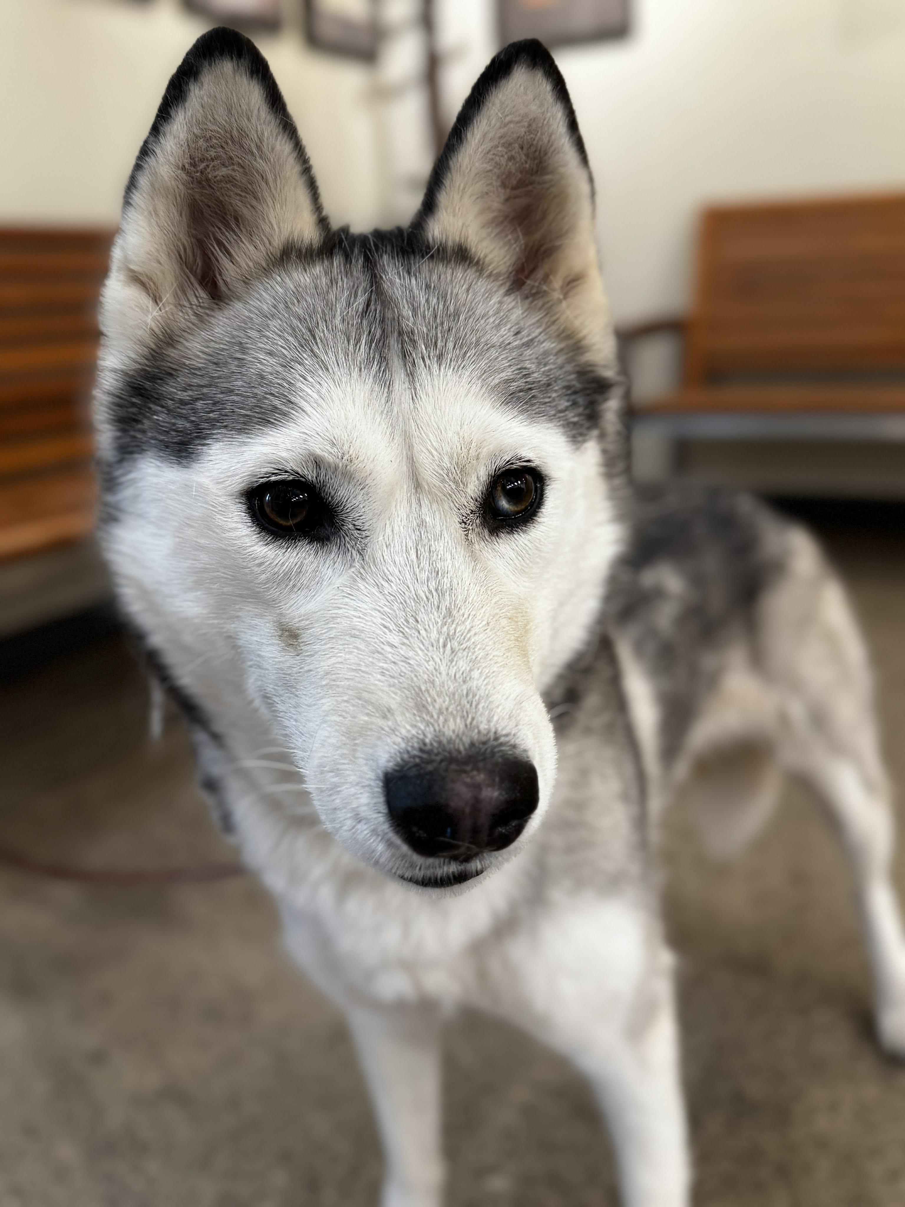 Enlarge Luna , an adopted Husky in Bend, OR image 4/4