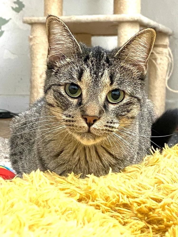 Enlarge SanRon, a Adoptable mixed breed in Ferndale, MI image 1/5