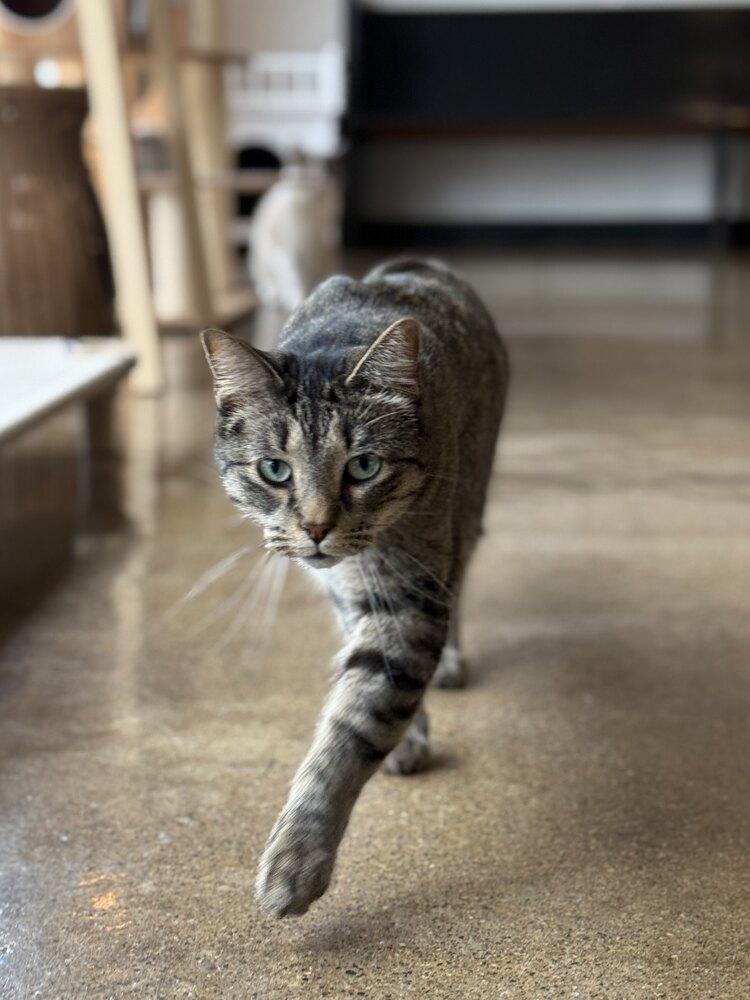 Enlarge SanRon, a Adoptable mixed breed in Ferndale, MI image 2/5