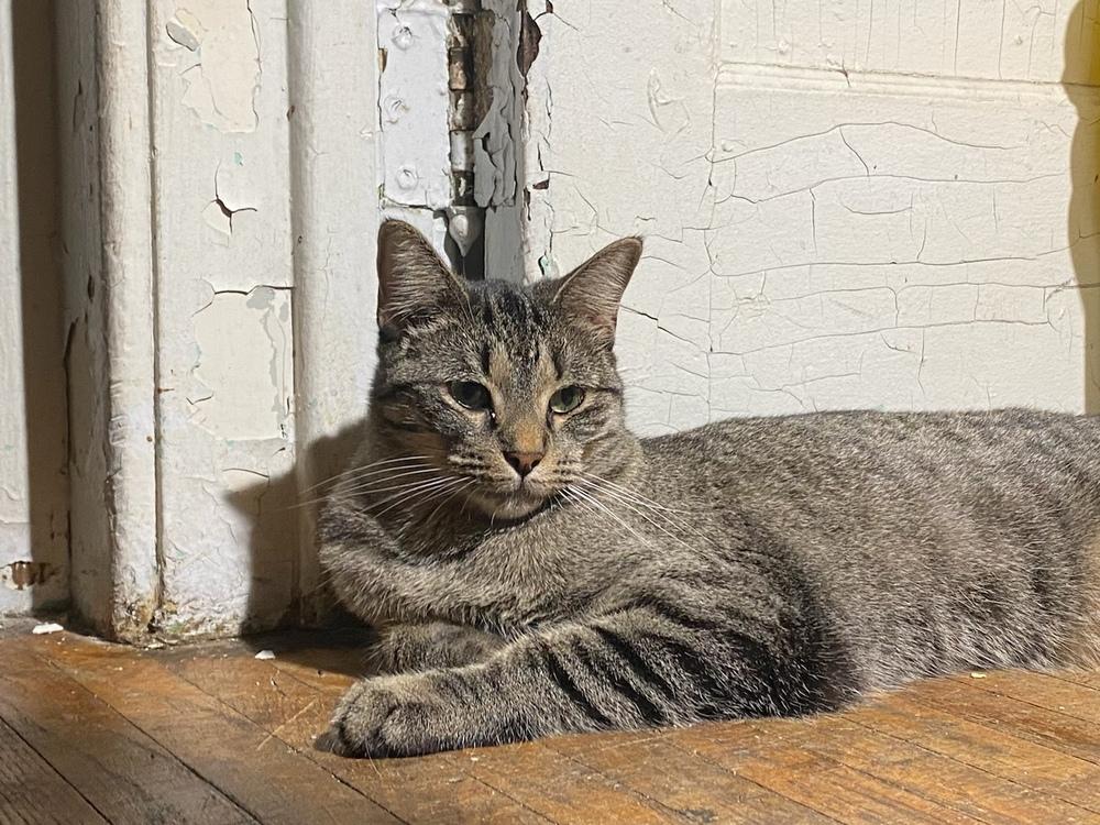 SanRon, Adoptable, Adult Male Domestic Short Hair & Tabby.