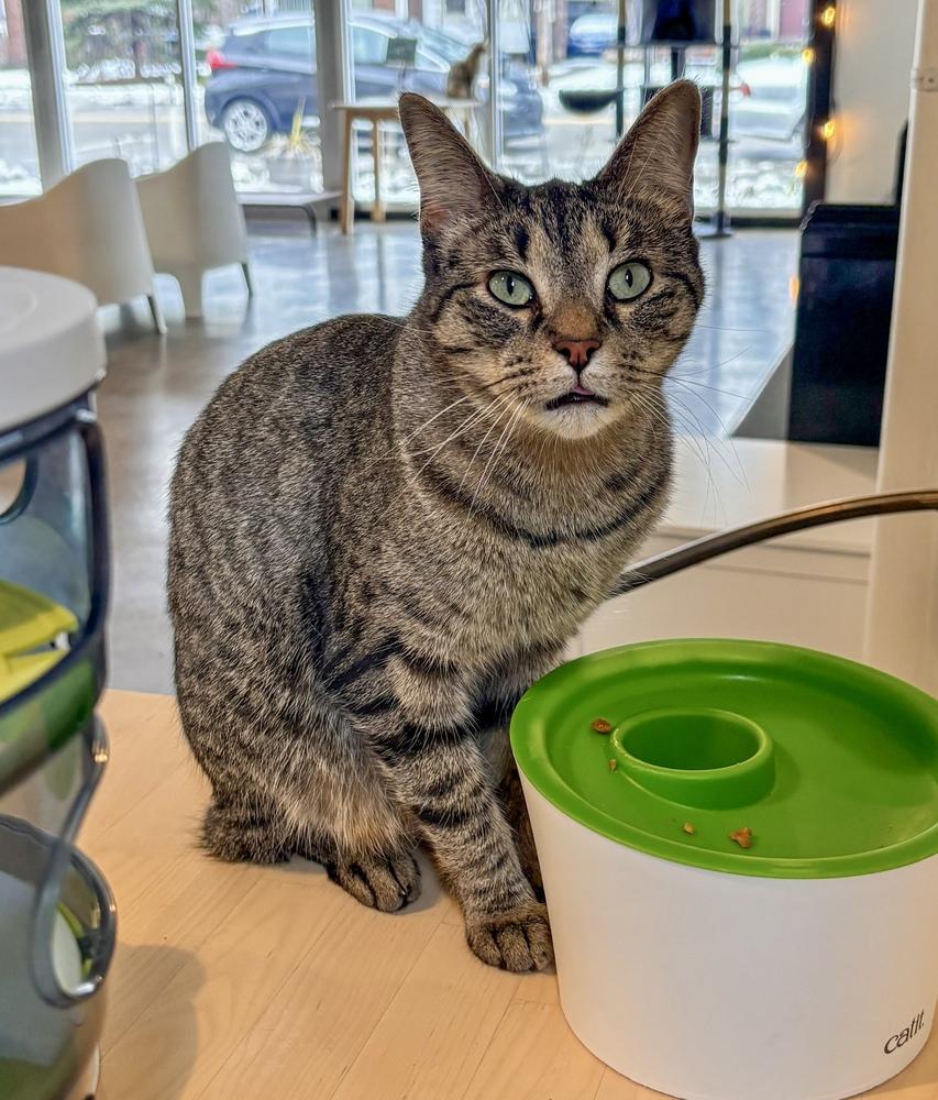 Enlarge SanRon, a Adoptable mixed breed in Ferndale, MI image 4/5