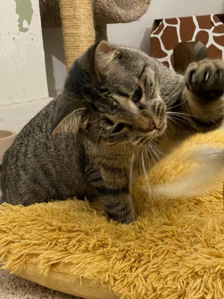 Enlarge SanRon, a Adoptable mixed breed in Ferndale, MI image 5/5