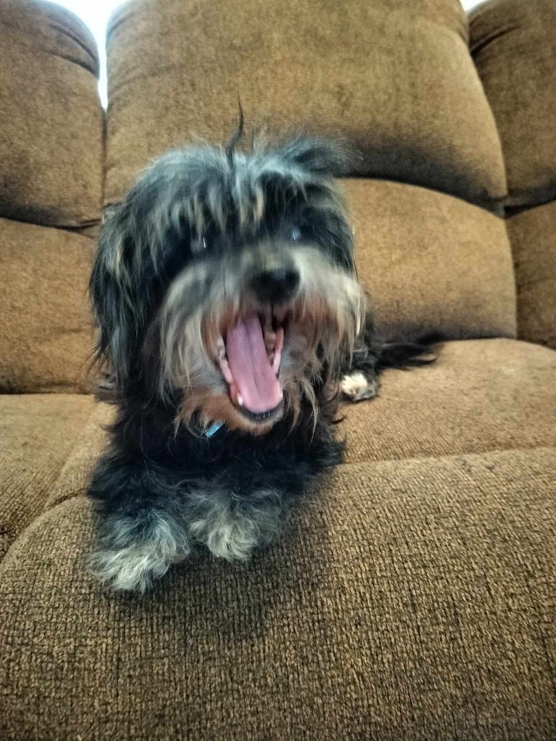 TINKER, Adoptable, Senior Male Shih poo.