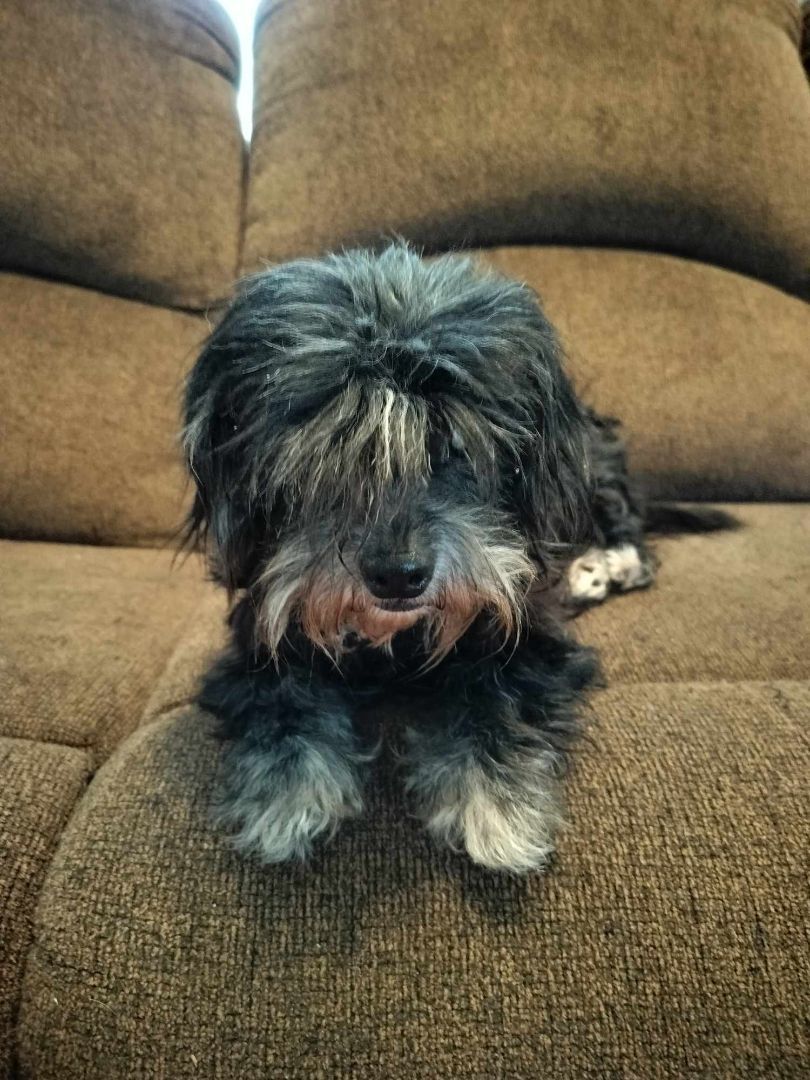 Enlarge TINKER, a Adoptable Shih poo in Harlem, GA image 2/6