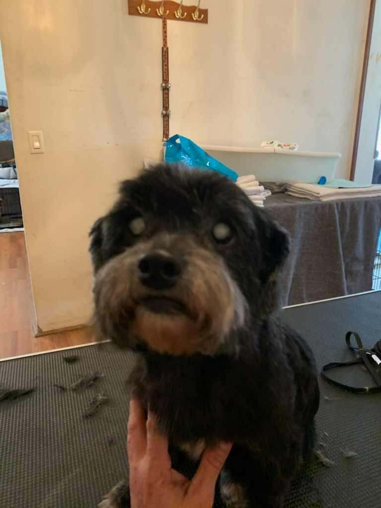 Enlarge TINKER, a Adoptable Shih poo in Harlem, GA image 3/6