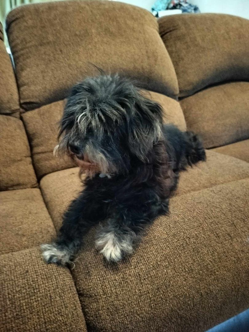 Enlarge TINKER, a Adoptable Shih poo in Harlem, GA image 4/6