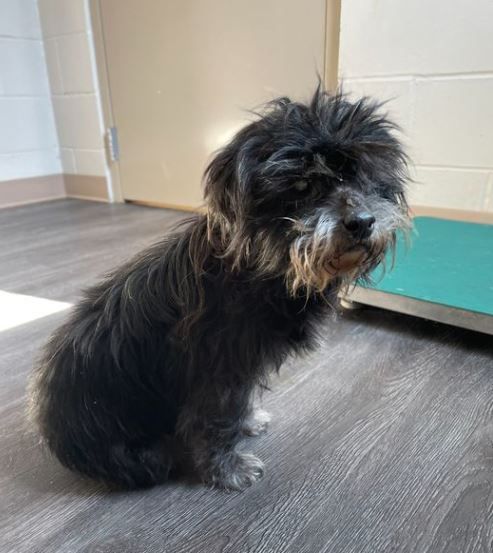 Enlarge TINKER, a Adoptable Shih poo in Harlem, GA image 5/6