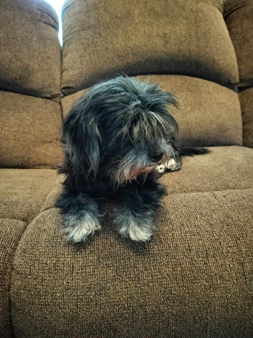 Enlarge TINKER, a Adoptable Shih poo in Harlem, GA image 6/6