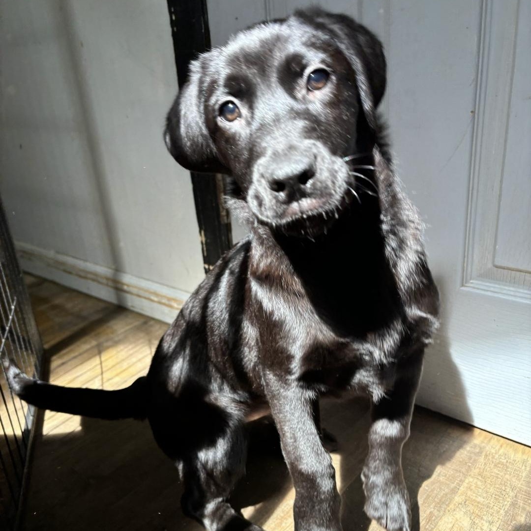 Fritz, an adoptable Black Labrador Retriever & Dachshund Mix in Lindenhurst, NY_image-1