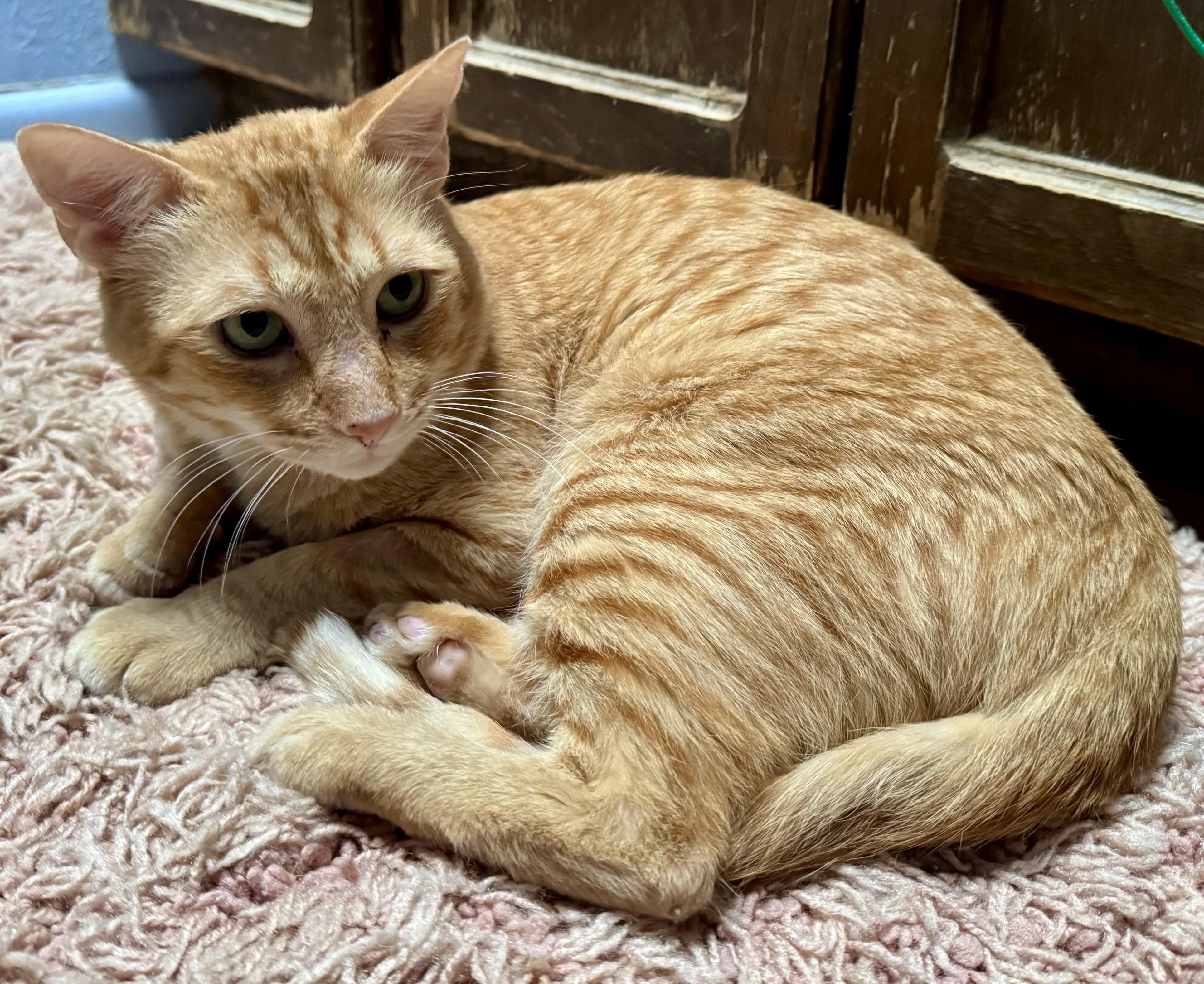 Rusty, Adoptable, Adult Male Domestic Short Hair.